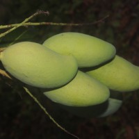 Mangifera indica L.